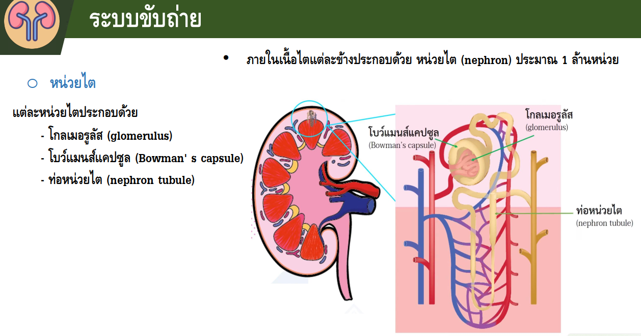 ภาพประกอบ 1